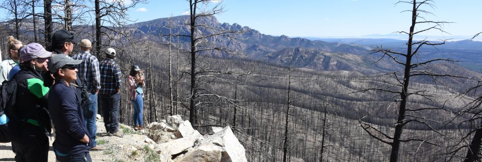 A group of people stands at a lookout point gazing into the fire footprint. They see many burned trees and the vegetation greening up.