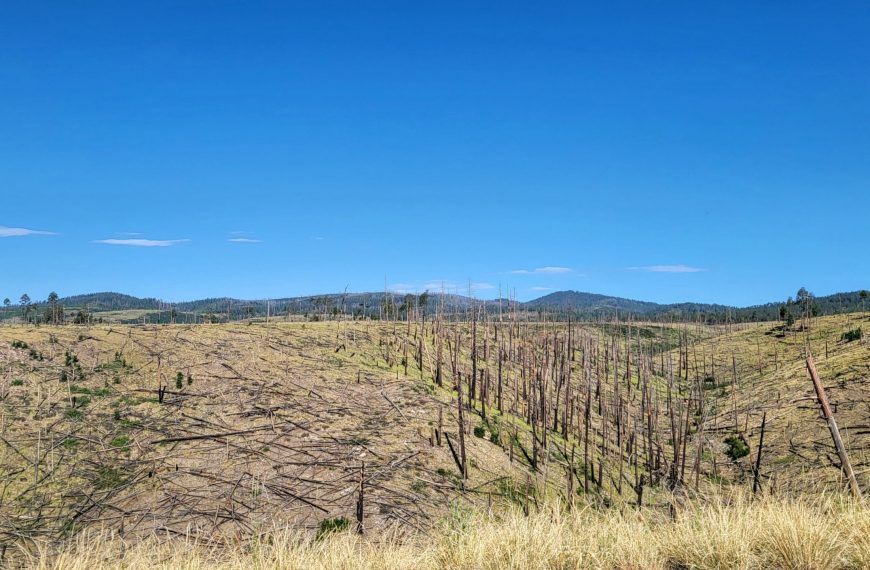 Panoramic View of Hillside After a Burn