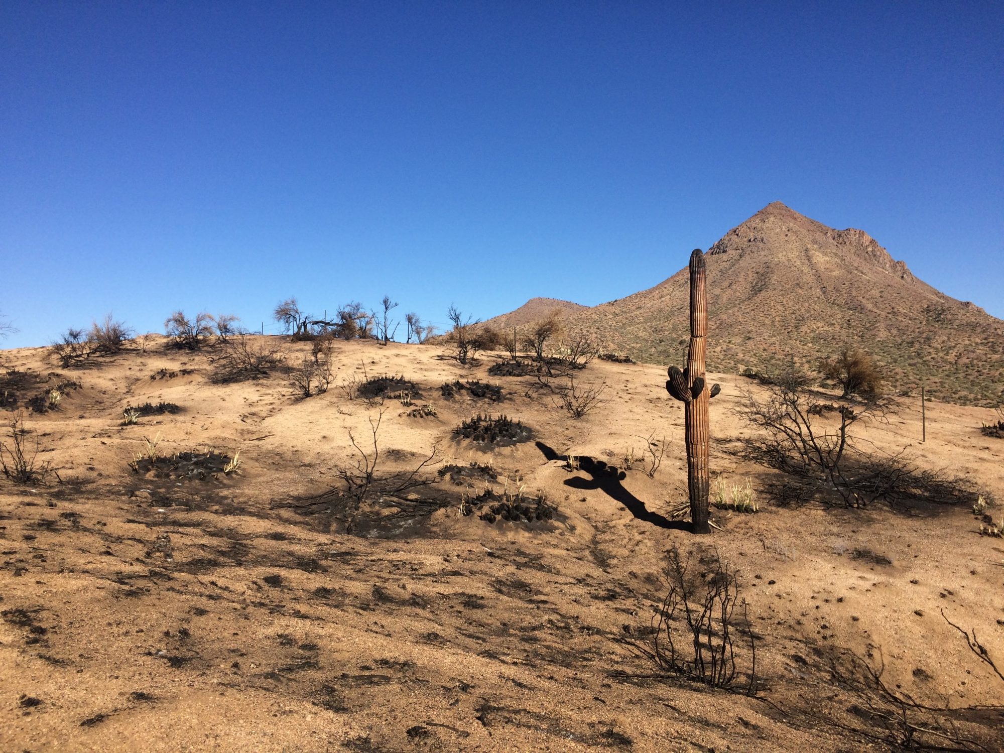 Sonoran desert post-fire with charred saguaro