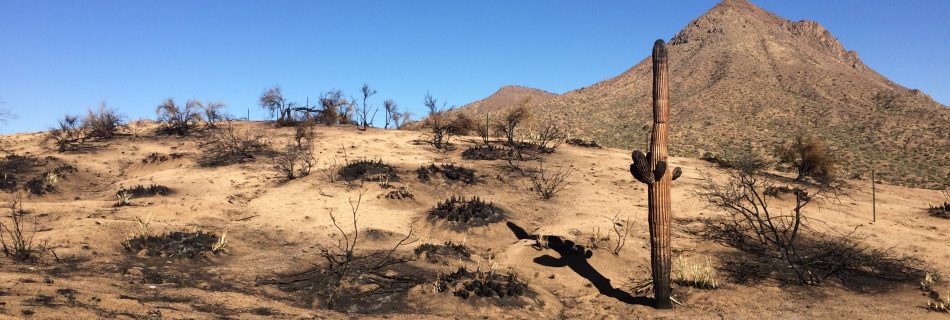 Sonoran desert post-fire with charred saguaro