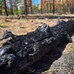 Wildlife and Fire Webinar 3 Cover Photo