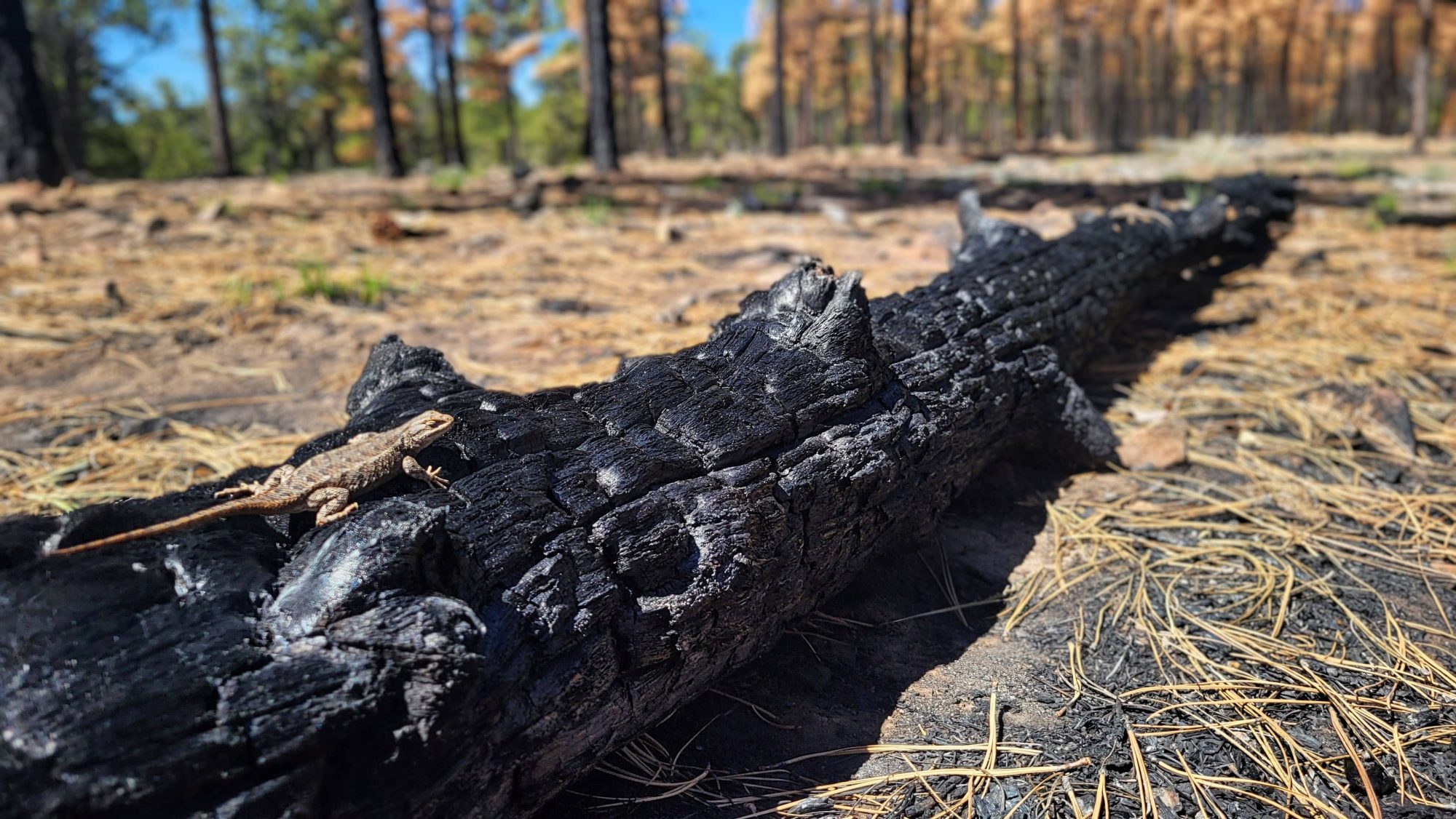Wildlife and Fire Webinar 3 Cover Photo