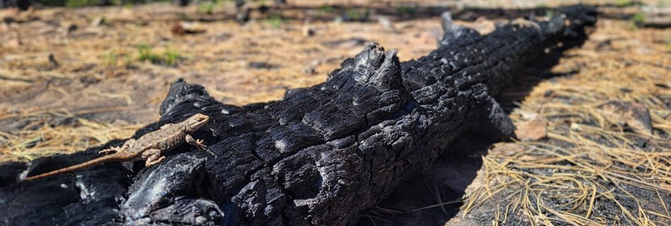 Wildlife and Fire Webinar 3 Cover Photo