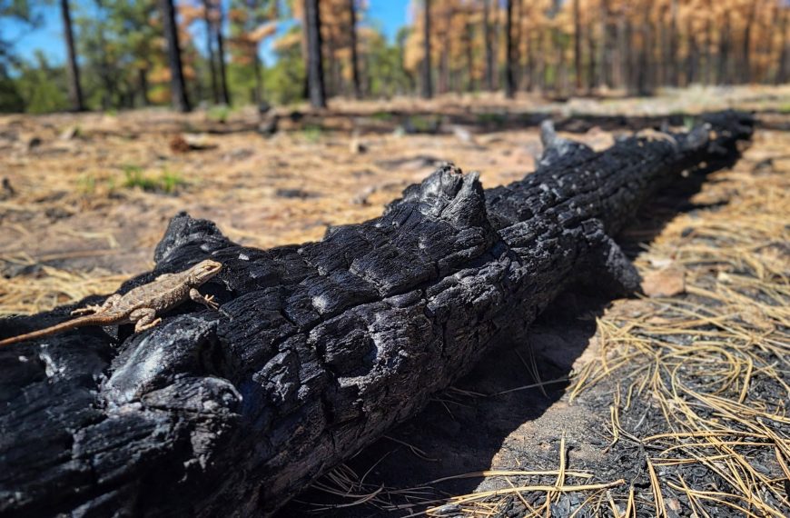 Wildlife and Fire Webinar 3 Cover Photo