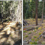 Two photos of the same forest, one prior to treatment and one after thinning treatment