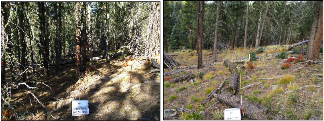 Two photos of the same forest, one prior to treatment and one after thinning treatment