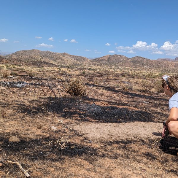 Stop, Drop, and Roll Out the Biocrust Sods: Targeting the Grass-Fire Cycle Through Soil-Surface Rehabilitation