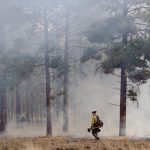 Ponderosa Pine Fire Regime