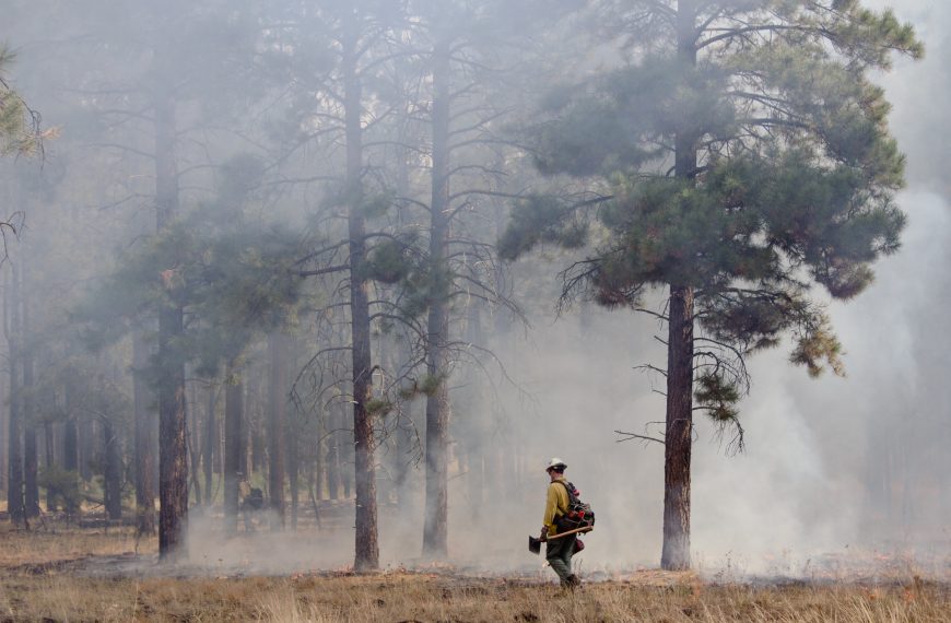 Ponderosa Pine Fire Regime