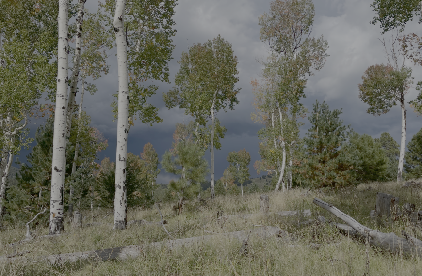 Wood you believe it? Aspen interactions with fire and wildfire spread in the southwestern U.S.